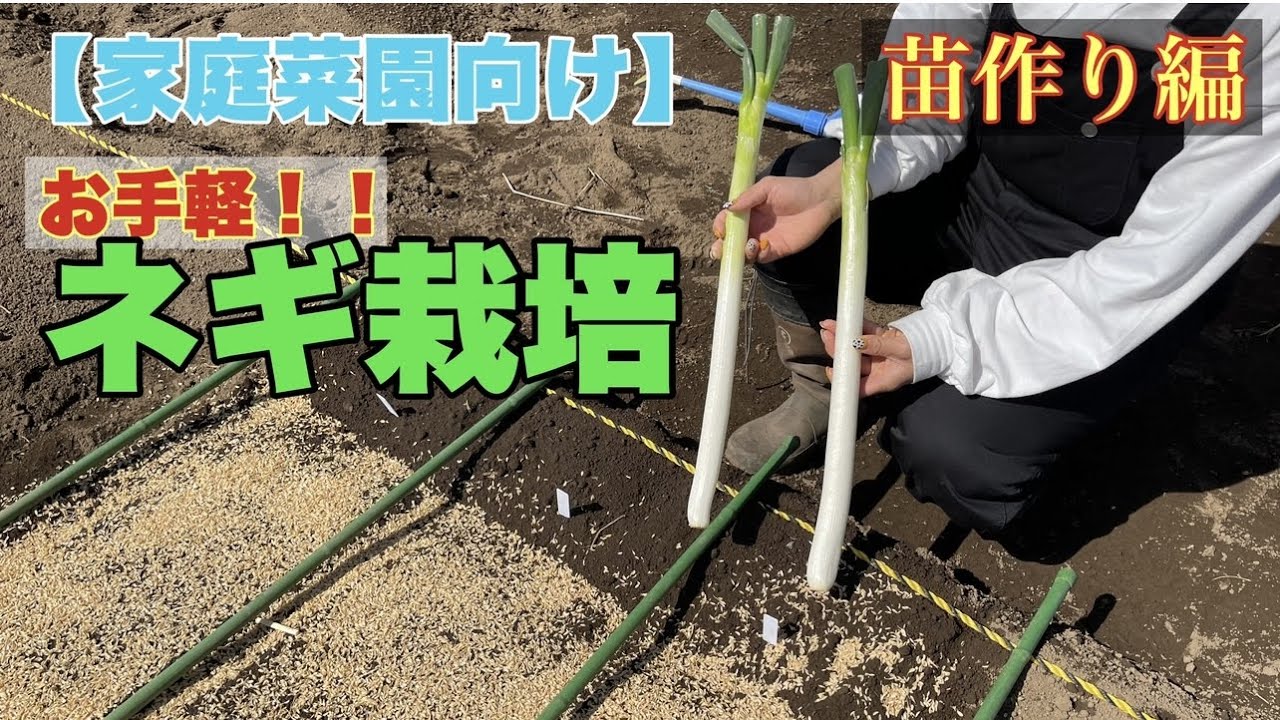 ネギ苗の作り方/500円で１年分のネギを育てます