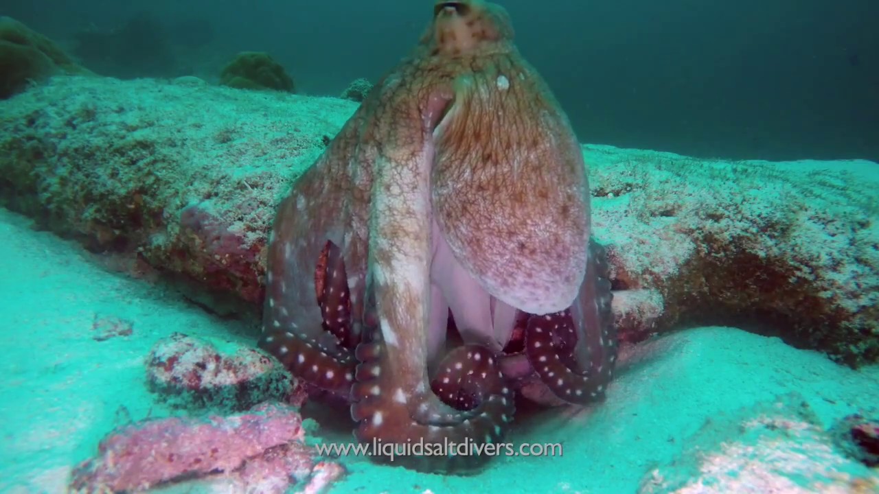 Diving in Maldives - Baa Atoll