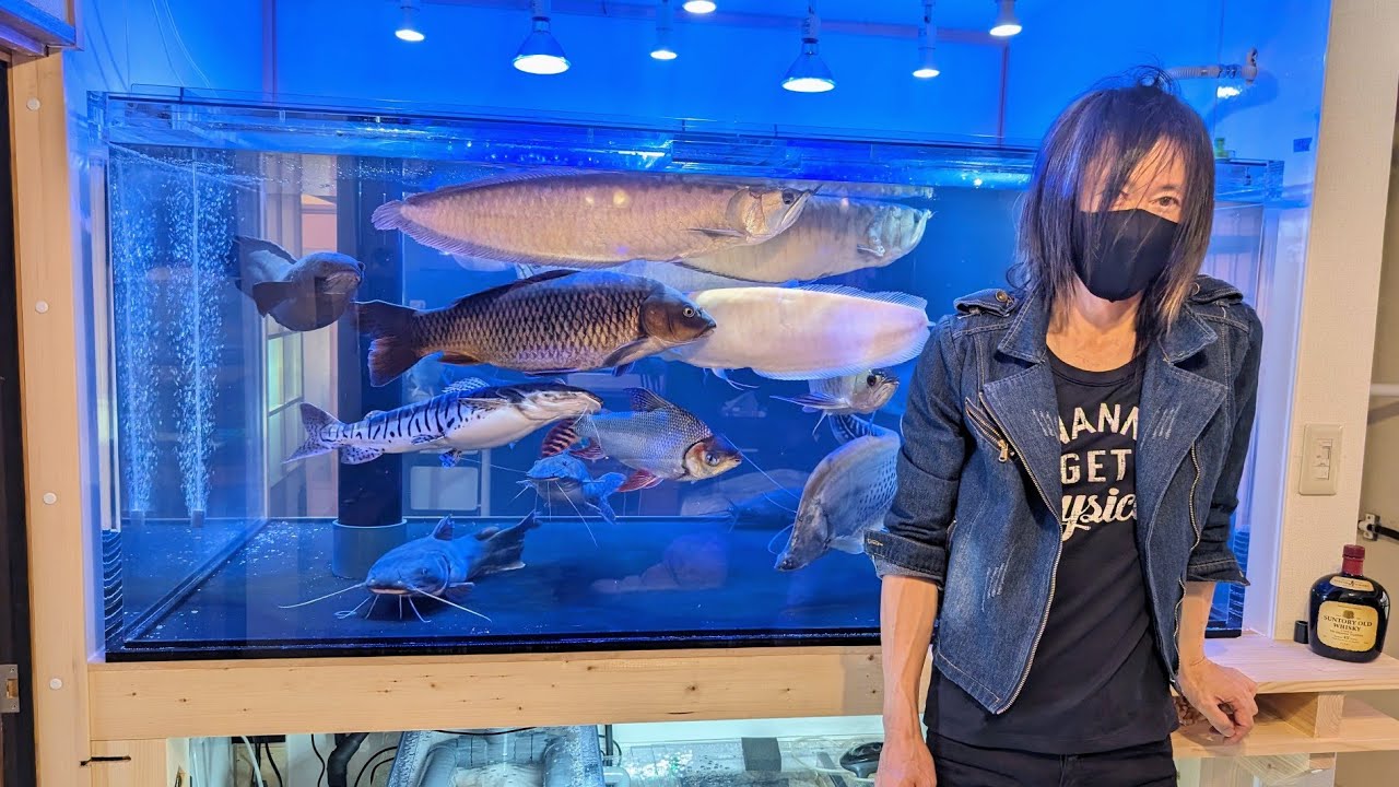 量販店で買ったシルバーアロワナがきっかけで自宅を大型水槽の館に！1200水槽で終生飼育の予定だったが現在はたくさんの仲間も増えて、愛魚たちと楽しい毎日を過ごされているマニアさん宅に2回目の潜入！
