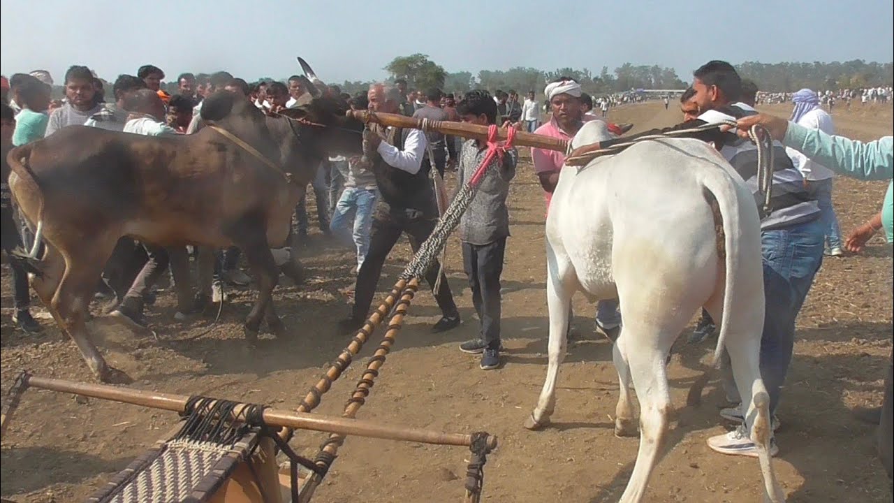 निरंजन पटेल ढेकी माहुलझिर लक्खा स्टार्टिंग प्वाइंट वीडियो ox race pat pratiyogita mp 2026