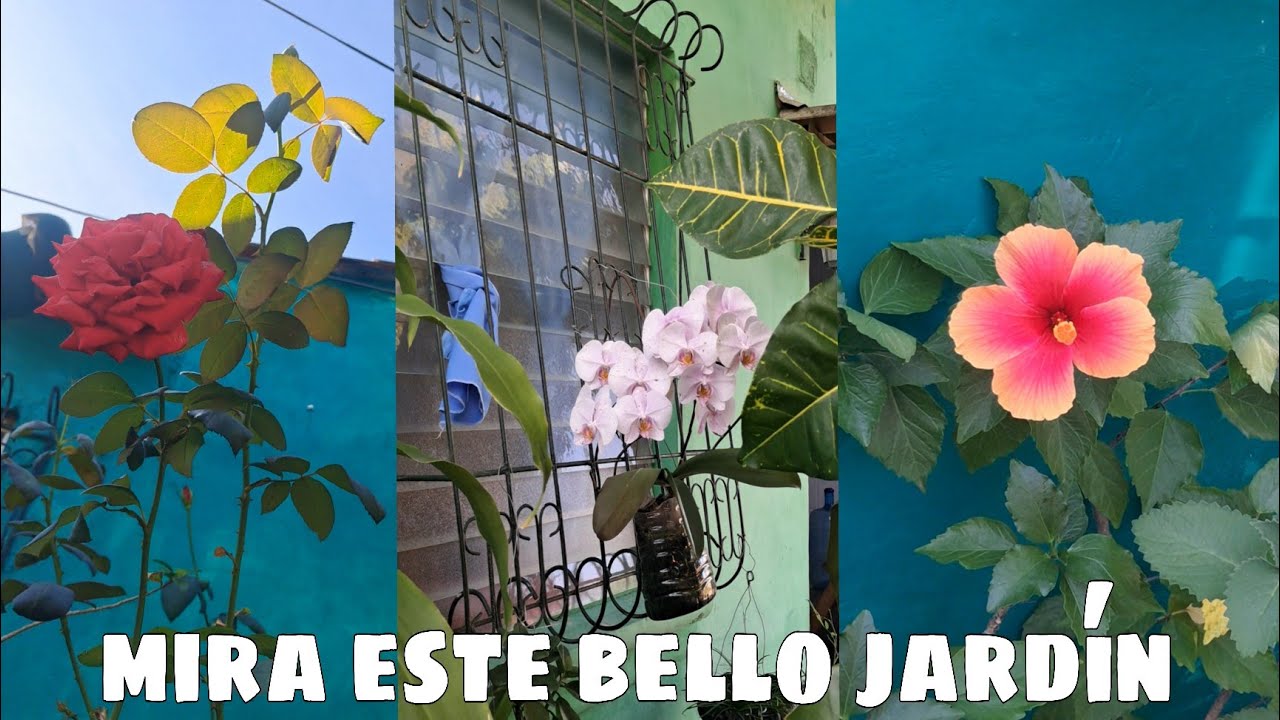 El bello JARDÍN de mi mamá,  ORQUIDEAS  , ROSAS , Y MUCHOS MAS 