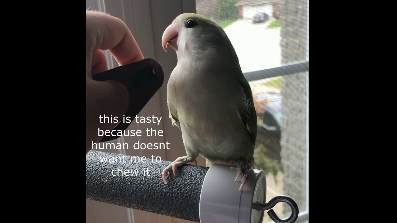 How To Get Your Bird Used To a Harness