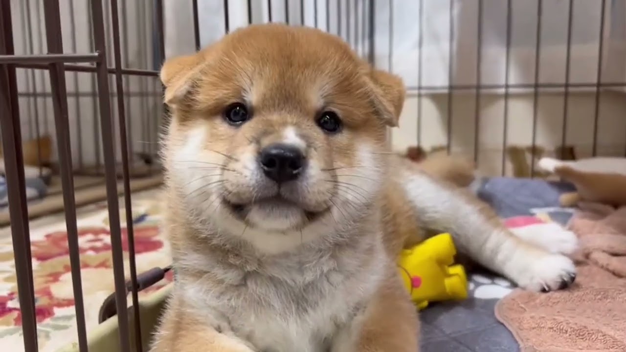 子犬のしつけを見て自分の子犬時代を思い出しちゃった兄柴犬がたまらなく可愛いw
