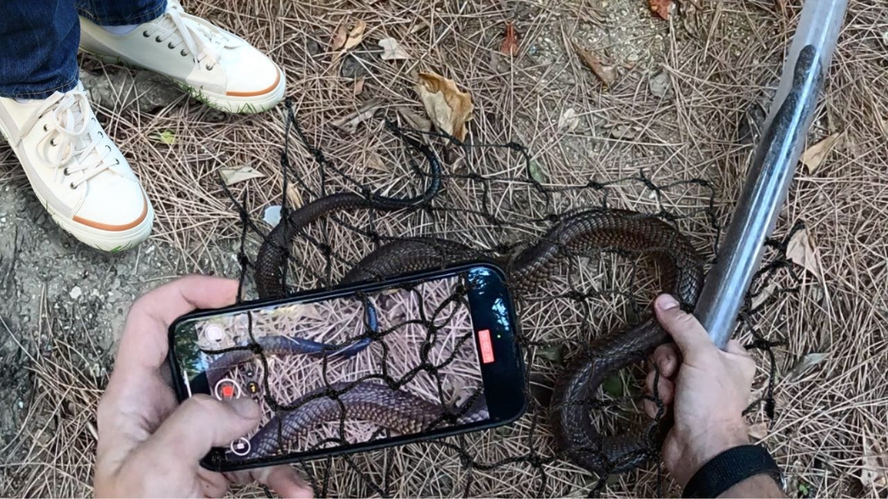 Deadly snake is STUCK!