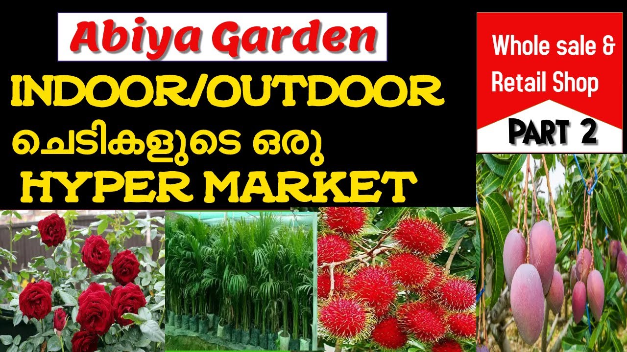 Indoor and Outdoor plants#garden plants#imported fruit plants everything in one place#abiya garden#