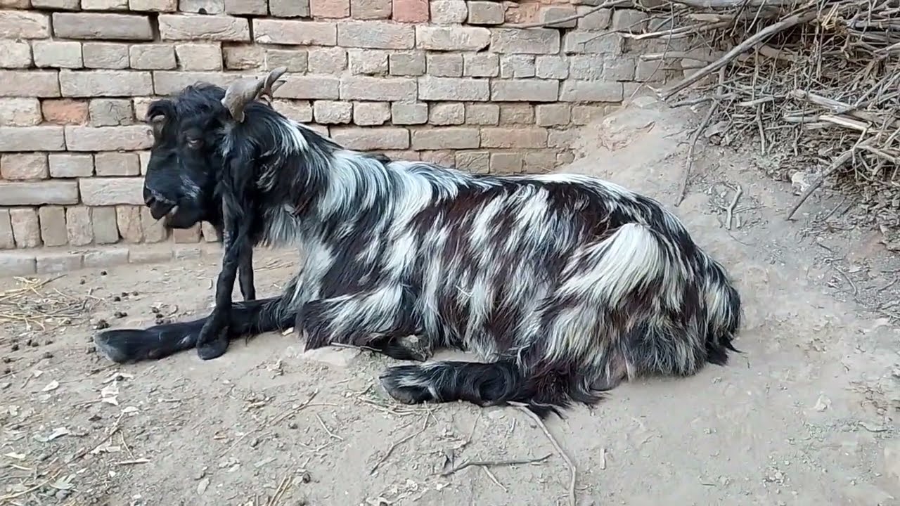 Successful formula for ddp goats in Pakistan