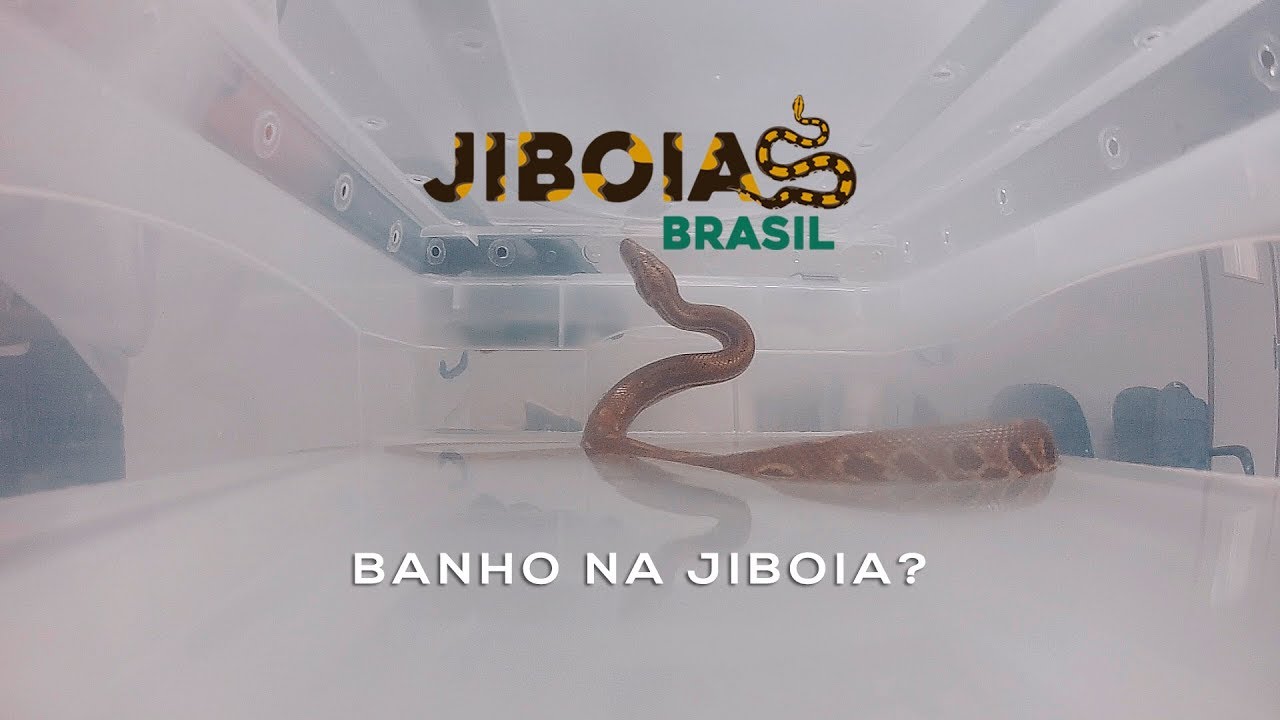 Hidratação e desidratação em serpentes 2