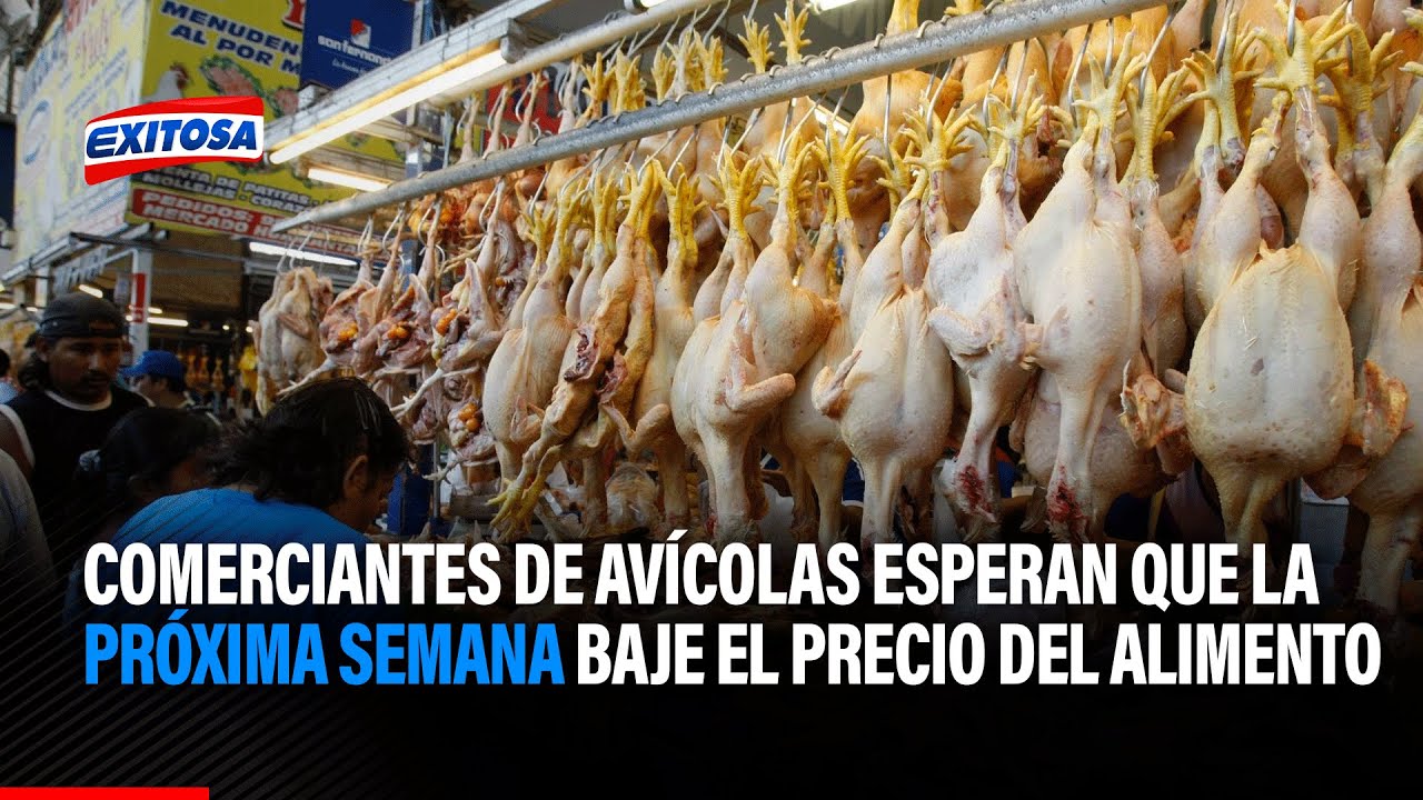 🔴🔵SJL: Comerciantes de av&iacute;colas esperan que la pr&oacute;xima semana baje el precio del alimento