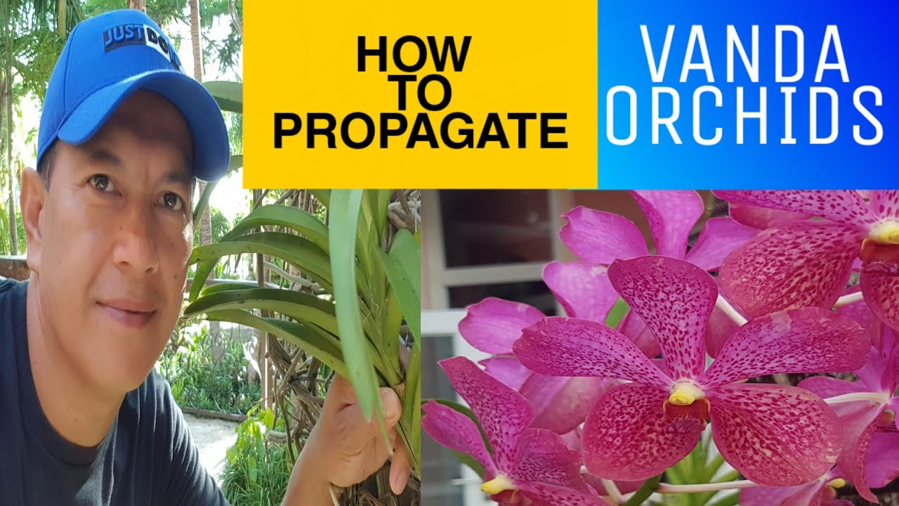 How to Propagate Vanda Orchids  tips Vanda How to cut the stem of Vanda orchids