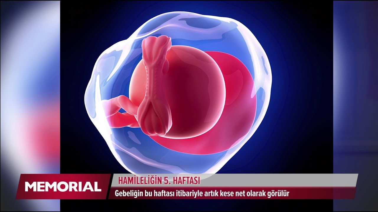 5 haftalık gebelik d&ouml;neminde neler oluyor?
