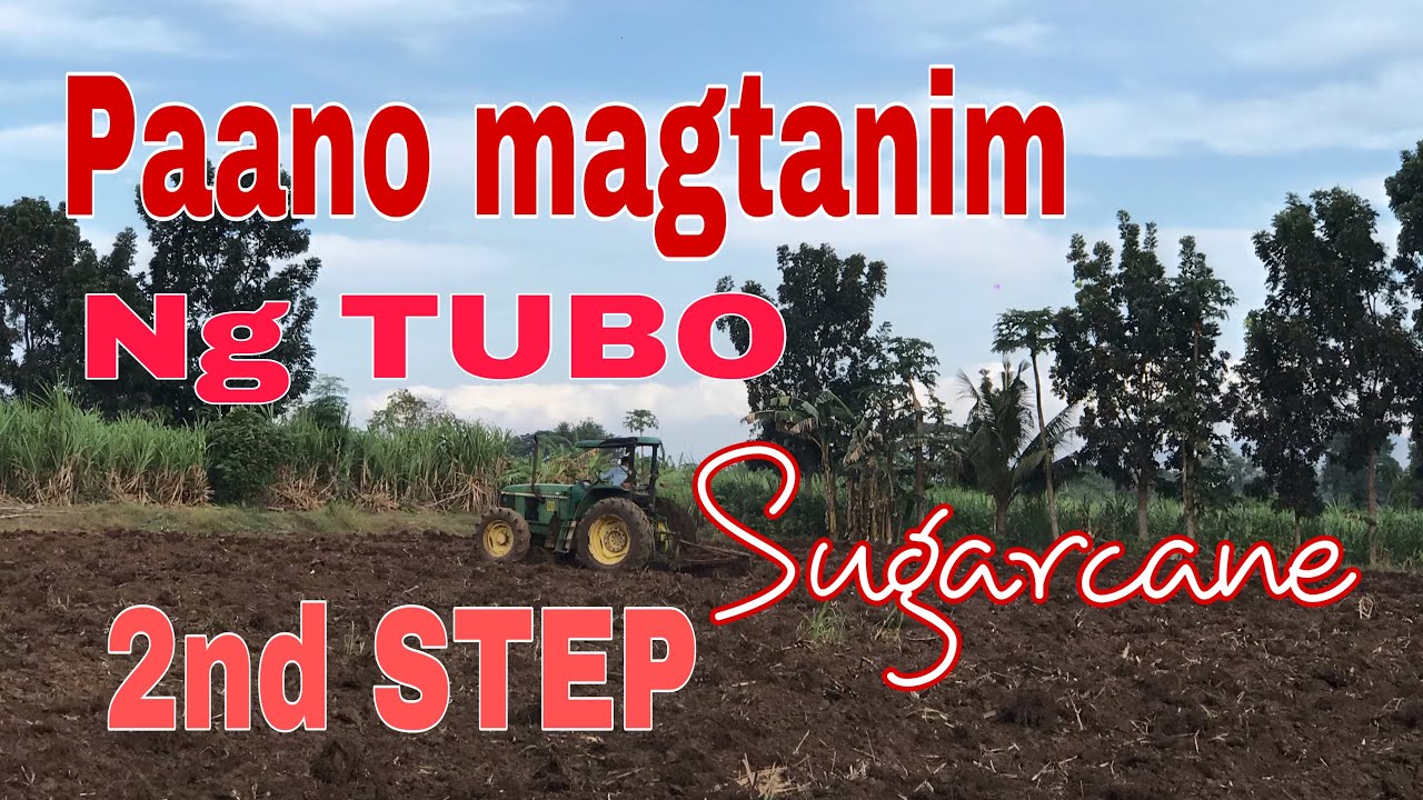 Paano magtanim ng tubo (sugarcane) second step