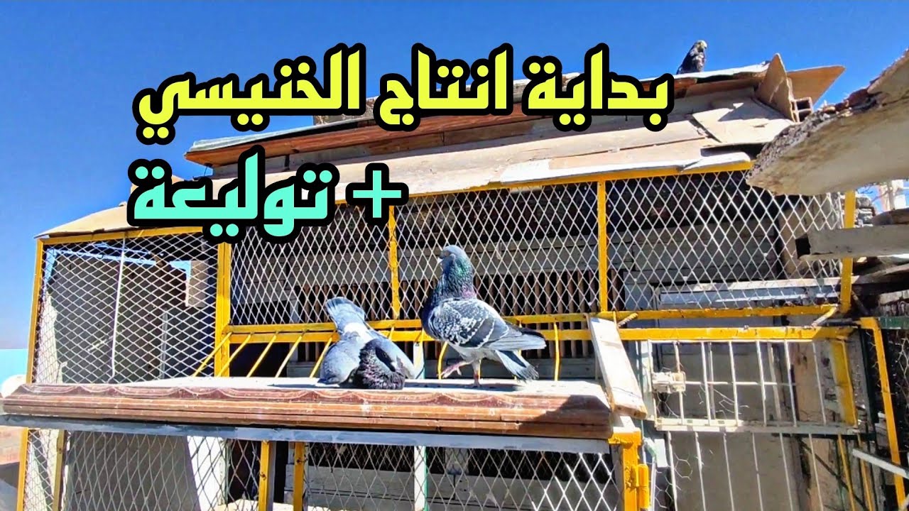 بداية إنتاج في الحمام الخينيسي مع توليعة في الحمام الزاجل + معلومات عن الانتاج