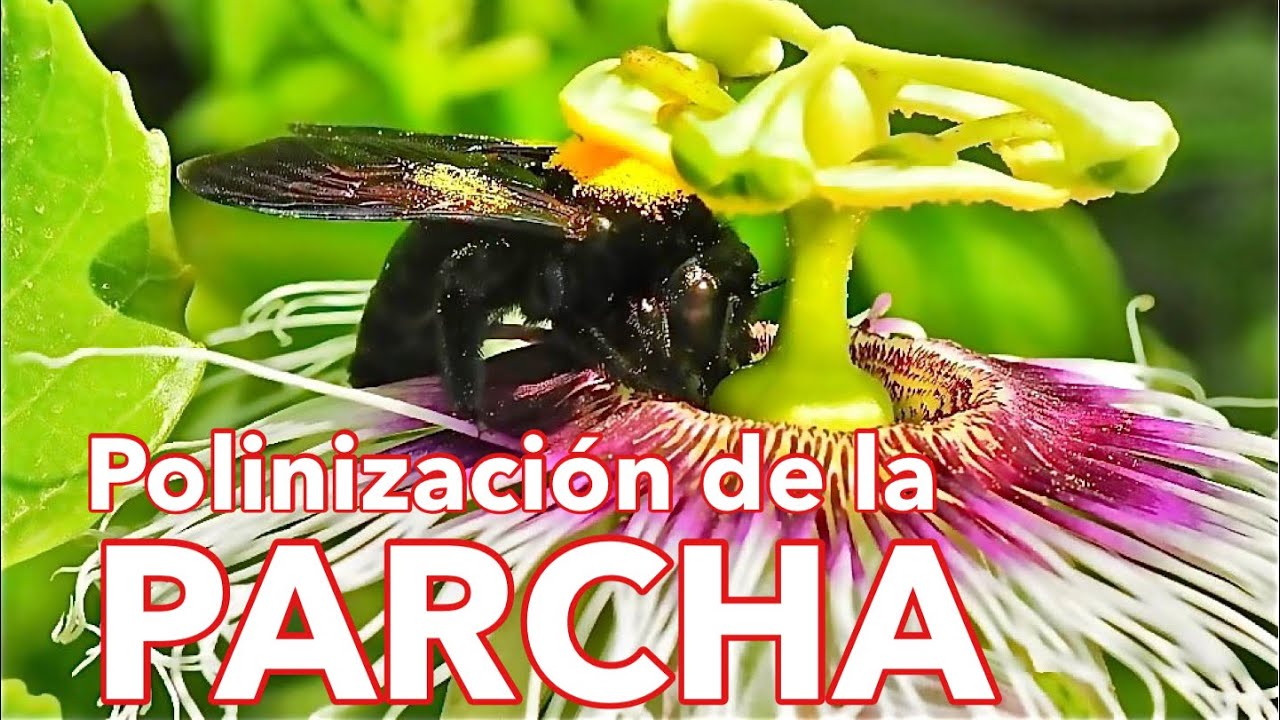 Cómo Polinizar la Parcha o Maracuya