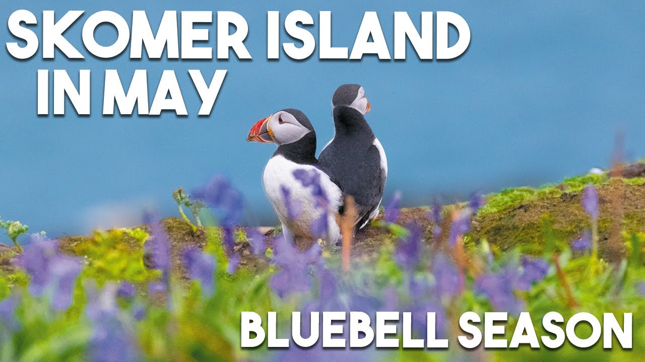 Puffins And Bluebells EVERYWHERE | Trip To Skomer Island