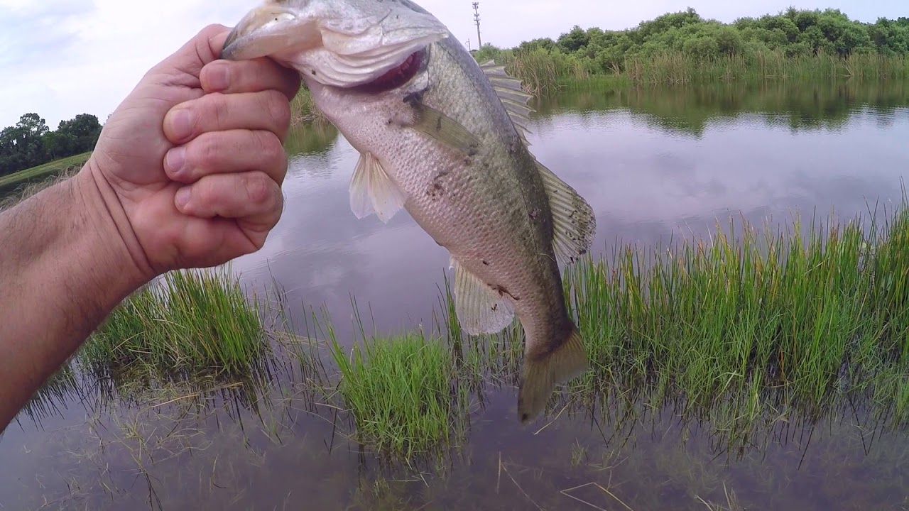 Bass Fishing With New Ugly Stik GX2 Medium Action  (Gator Hooked)