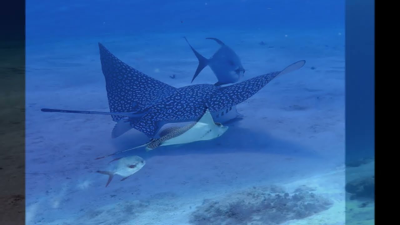 Critters of Cozumel 2025