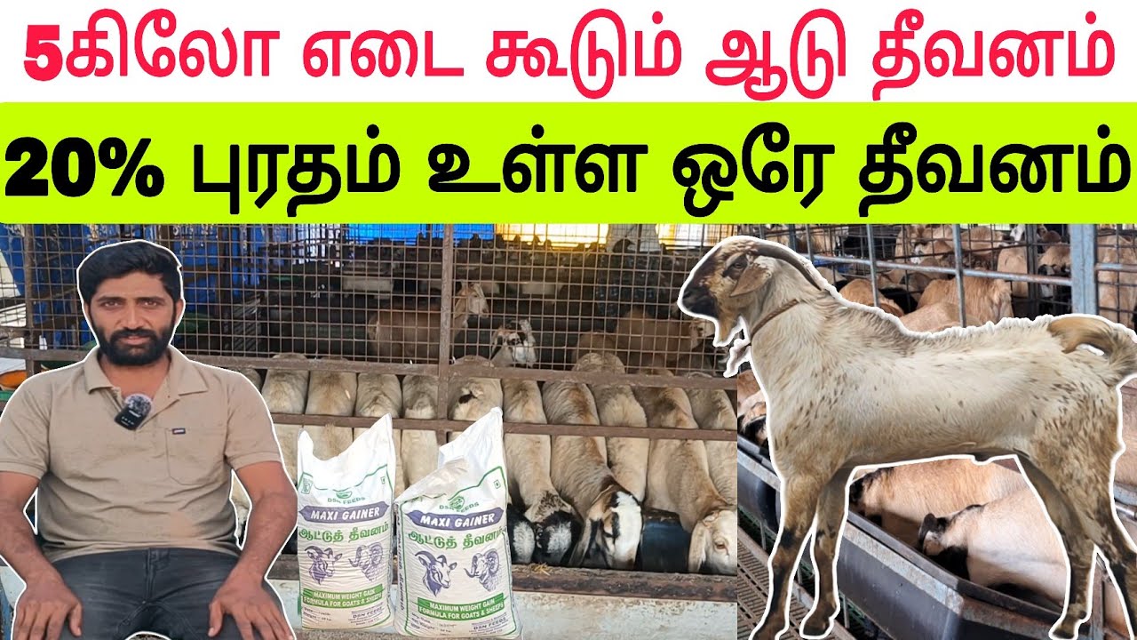 மாதம் 5கிலோ எடை அதிகரிக்கும் ஆடு தீவனம் #goatfeed #sheepfeed #ஆடுதீவனம் #ஆட்டுத்தீவனம் #cattlefeed 