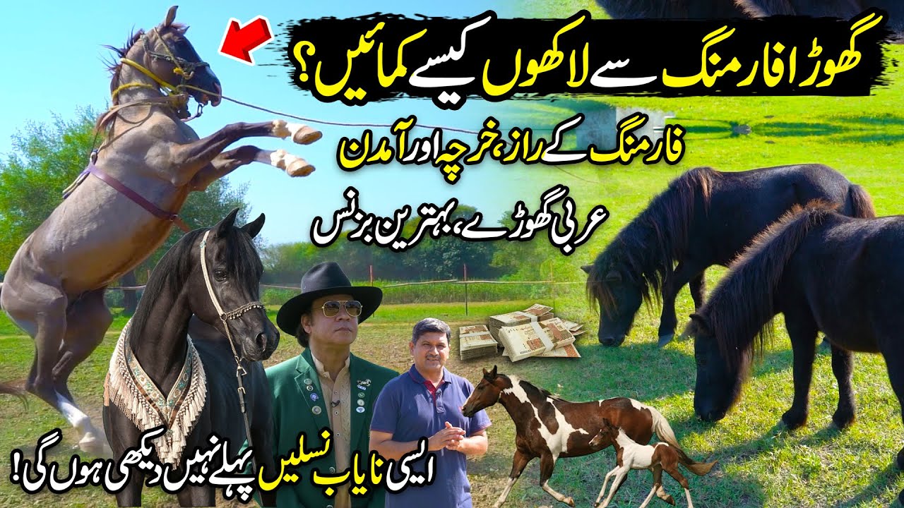 HORSE FARMING | Horse Breeding Business in Pakistan | Kissan Ka Pakistan