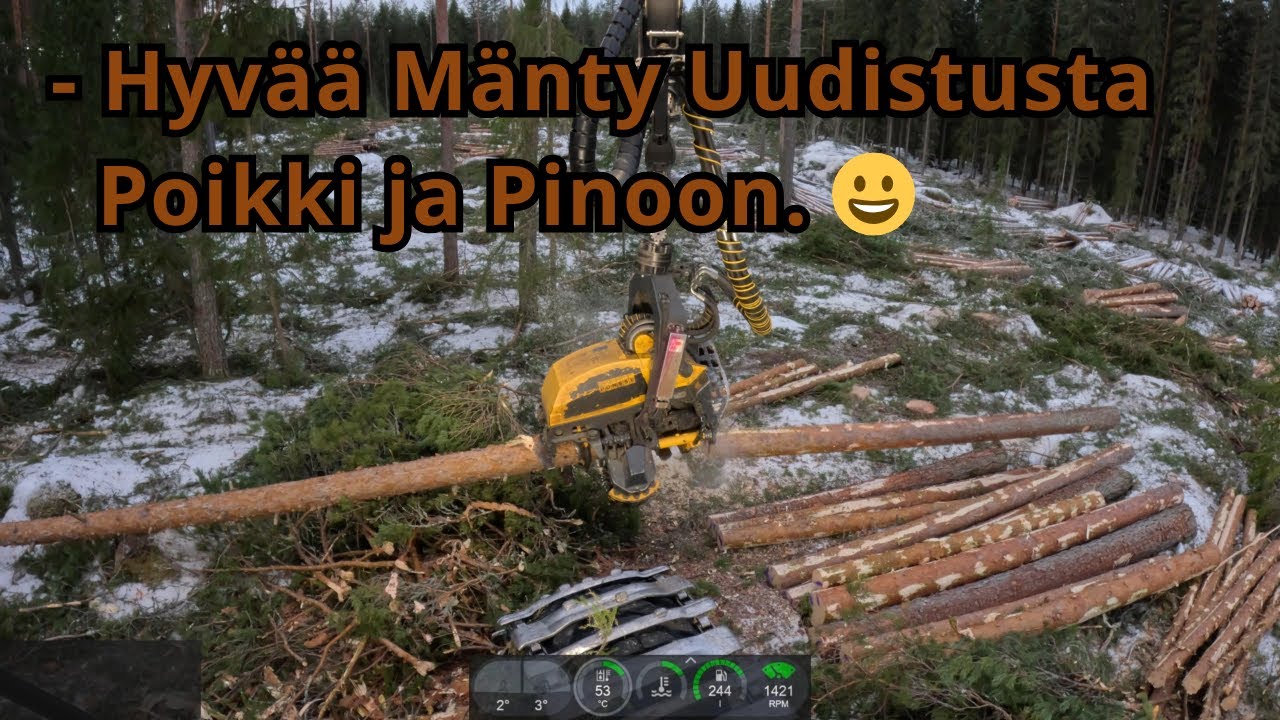 Kivaa Männikkö Uudistushakkuuta Tehdä. Maaperä on Vähän Kivinen. Ponsse Scorpion K H7 AC FC