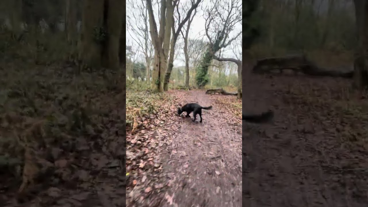Walks in the woods 
