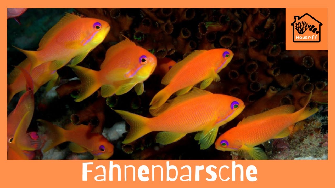 Wie halte ich Fahnenbarsche im Meerwasseraquarium