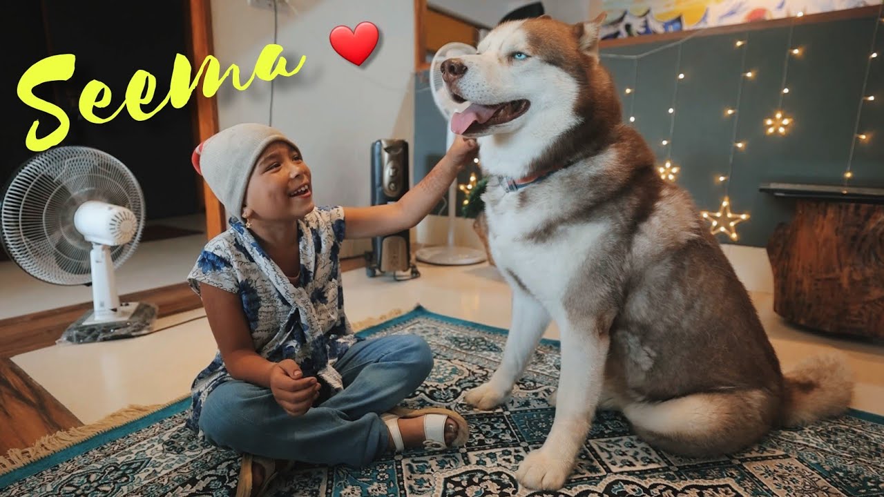 SEEMA IS BACK ❤️ THE HIMALAYAN HUSKY