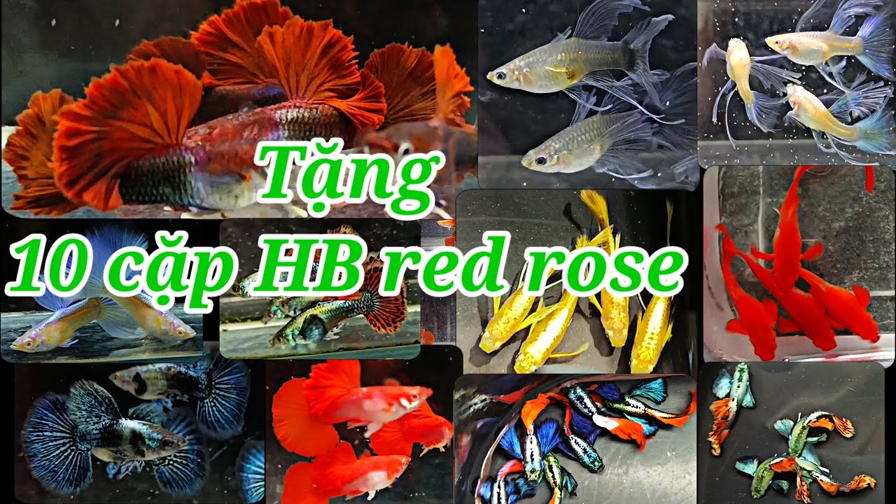 Guppy cá 7 màu #118: Tặng HB red rose. Combo giá tốt AB HB red rose gold rồng 