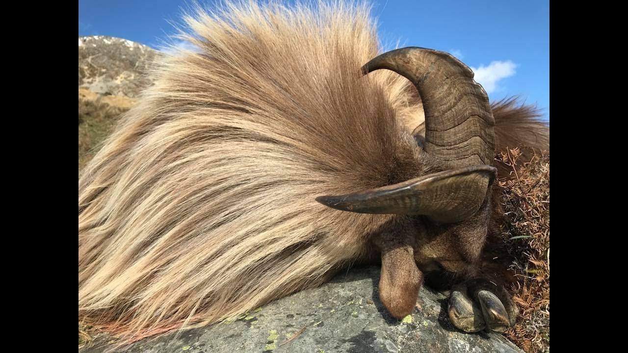 Himalayan Bull Tahr Hunt in South Island New Zealand