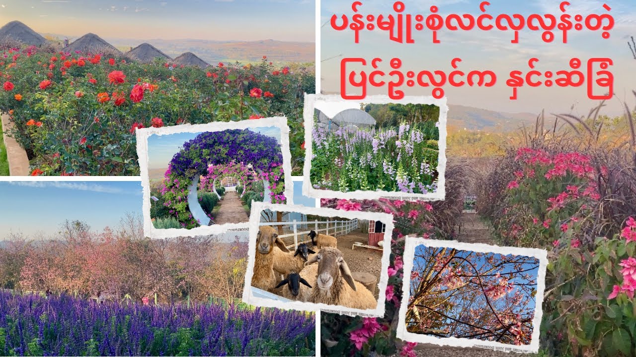 ထင်မှတ်မထားလောက်အောင် လှလွန်းတဲ့သဘာဝရှုခင်းတွေနဲ့အတူပန်းအမျိုးအစားစုံလင်လှတဲ့ ပြင်ဦးလွင်က နှင်းဆီခြံ