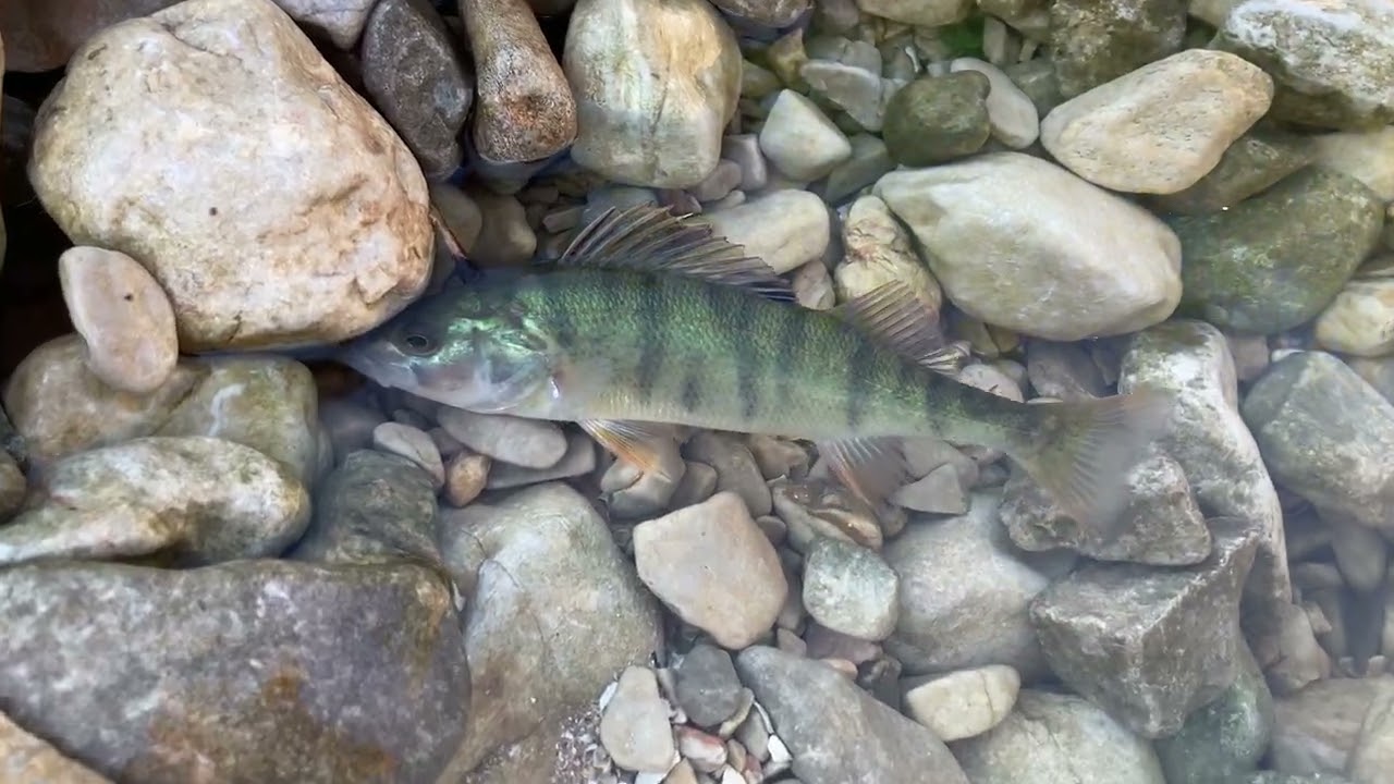 Perch