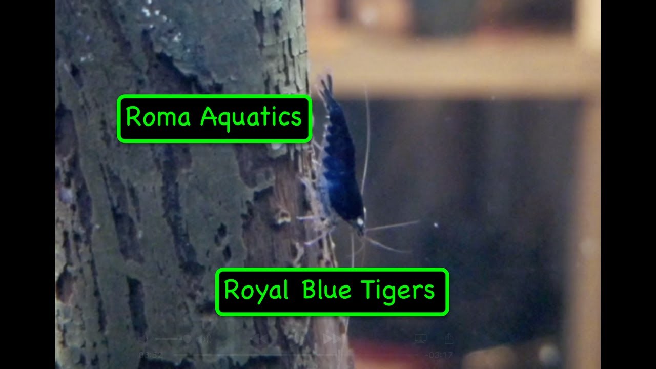 Royal Blue Tiger Shrimp Unboxing - From Jason Lin - RomaAquatics.com 🆒