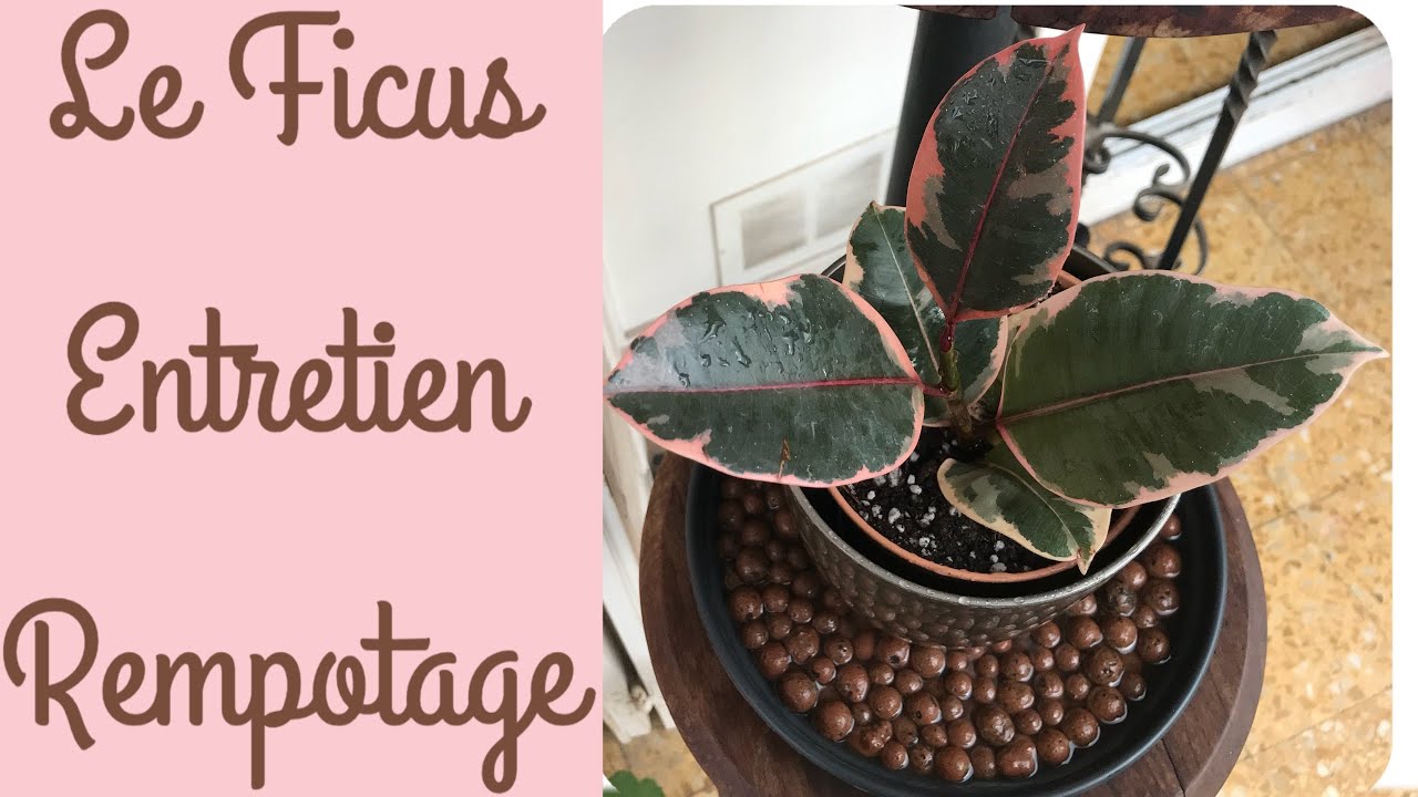 🌿Le Ficus Elastica🌿Mes conseils d'entretien et rempotage 🌿| PLANTES D’INTÉRIEUR
