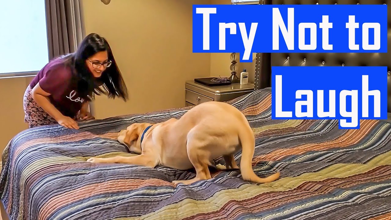 Compilation of My Labrador Puppy Playing and Enjoying But Seriously Who Plays Like This?