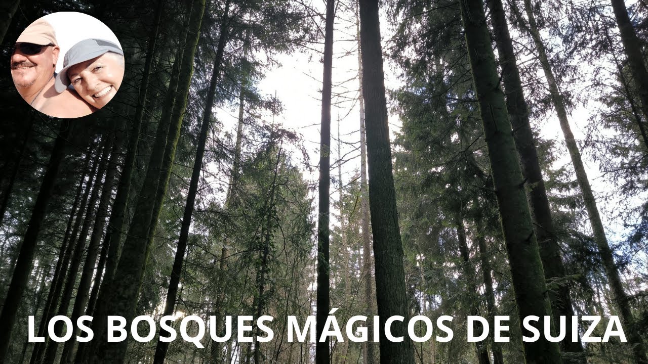 Los BOSQUES mágicos de SUIZA.