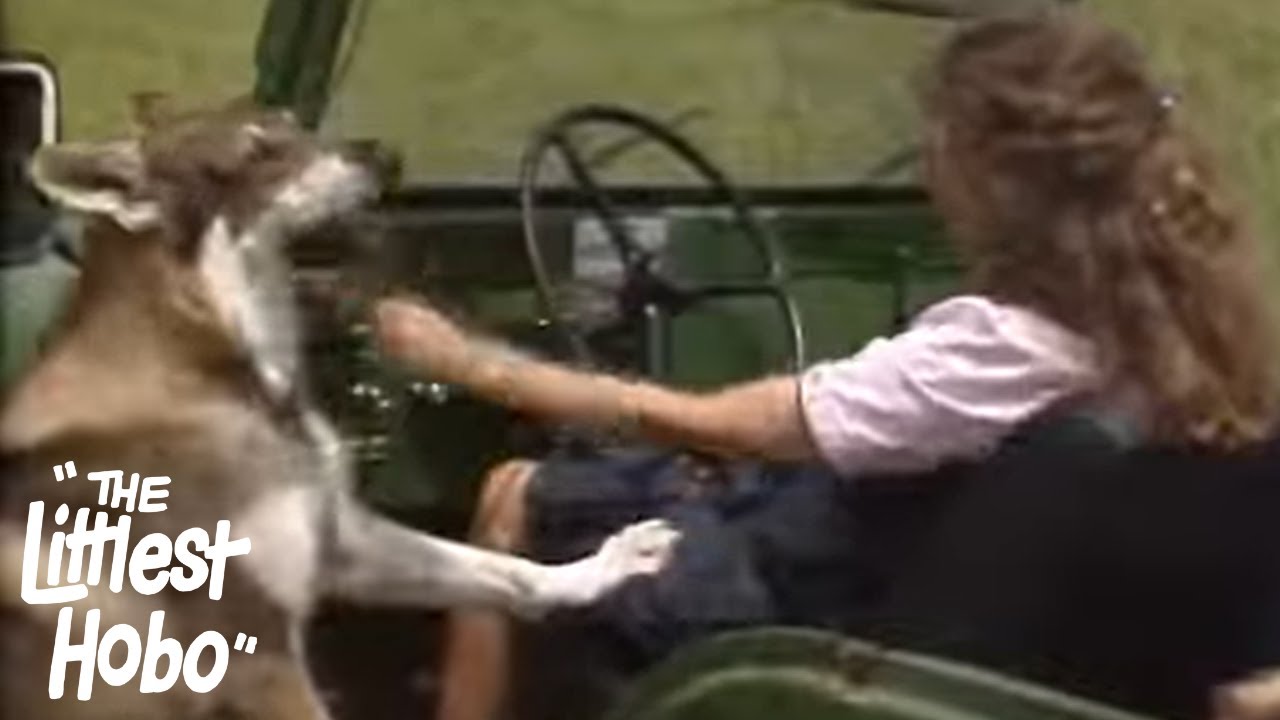 Back To Nature | The Littlest Hobo | Season 4 | Episode 3