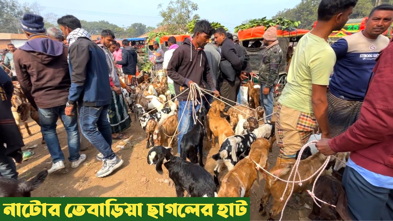 নাটোর তেবাড়িয়া ছাগলের দাম।বড় ও বাচ্চা ছাগলের দাম জানুন  
