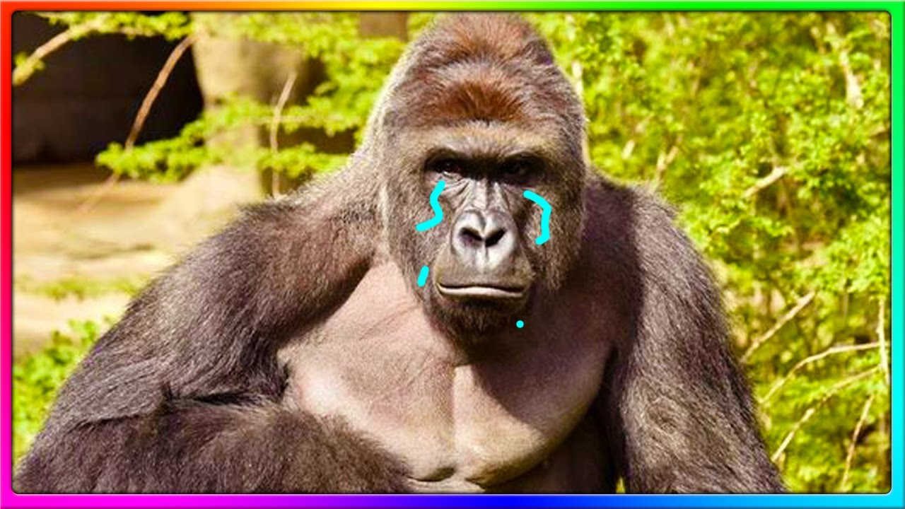Do You Remember 2016? (BuzzFeed Quizzes)