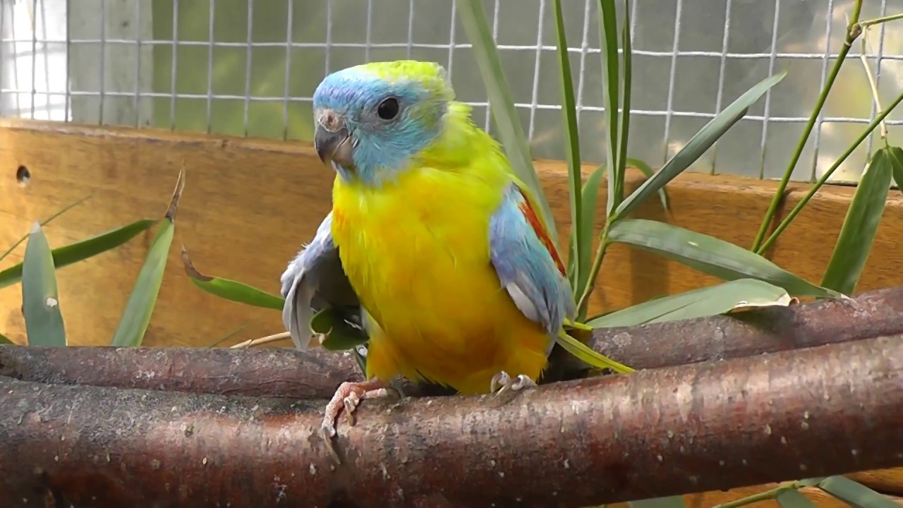 New Aviary for Grass Parrots (Zooie and Yellow)