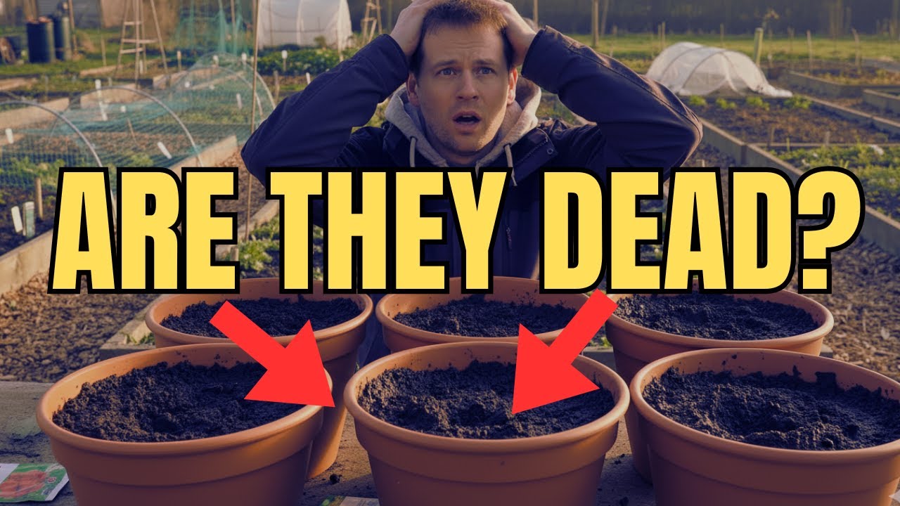 Supermarket Garlic Experiment Part 2: I think they might be ruined!