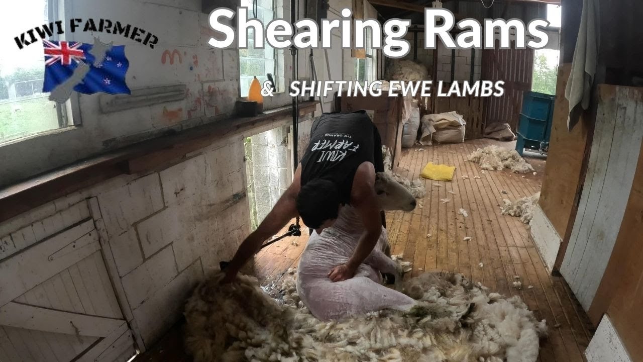 Shifting Lambs & Shearing Rams