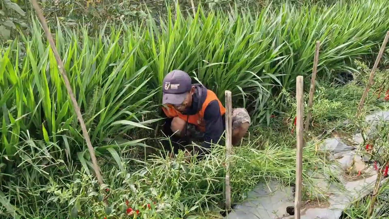 SUPER FAST WEED TRIMMING IN CHILI FIELDS WITH A SHARP KNIFE!! - Agriculture Gardening