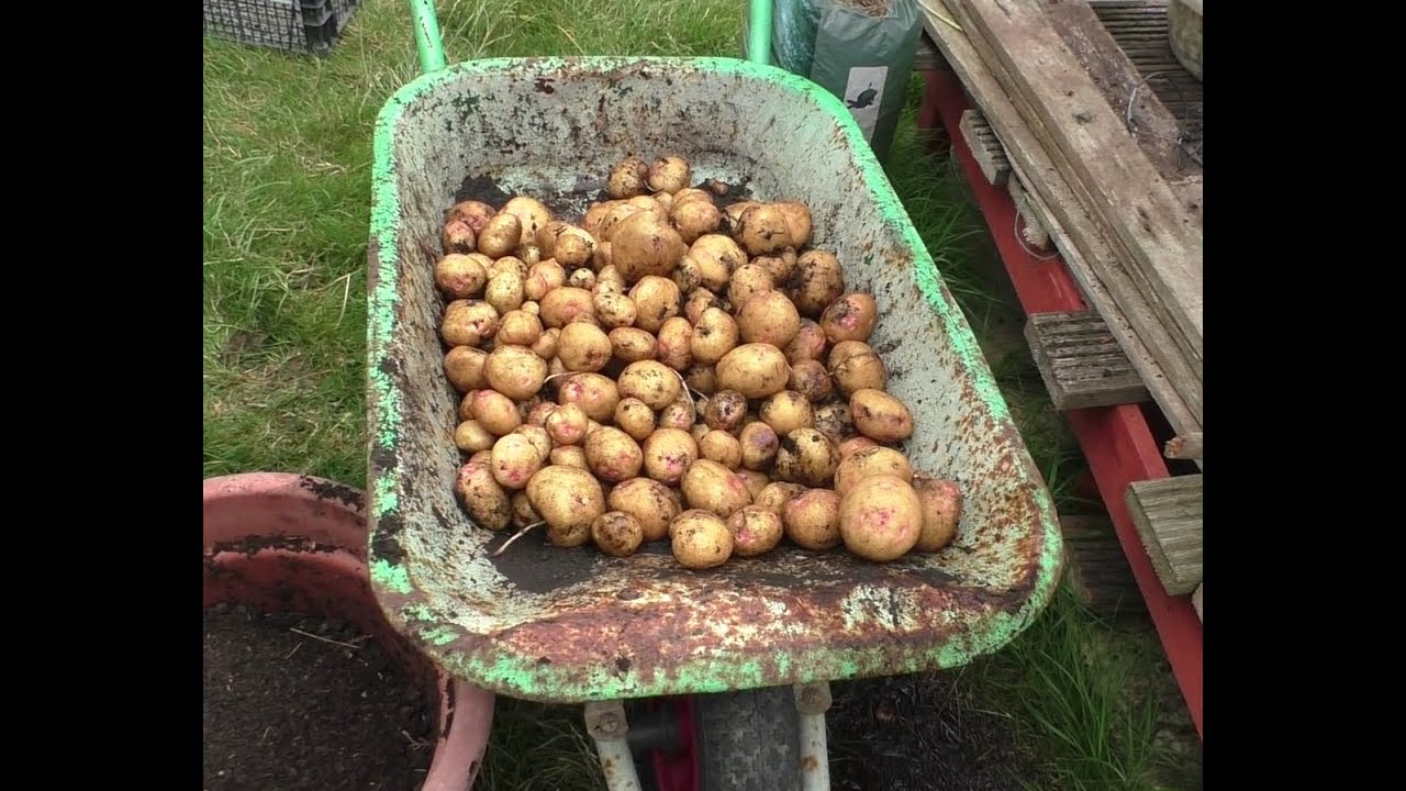 Maincrop Potato Reveal