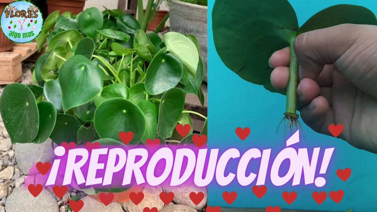PLANTA DE INTERIOR PEPEROMIA POLYBOTRYA(corazón de maría)REPRODUCCION POR ESQUEJES