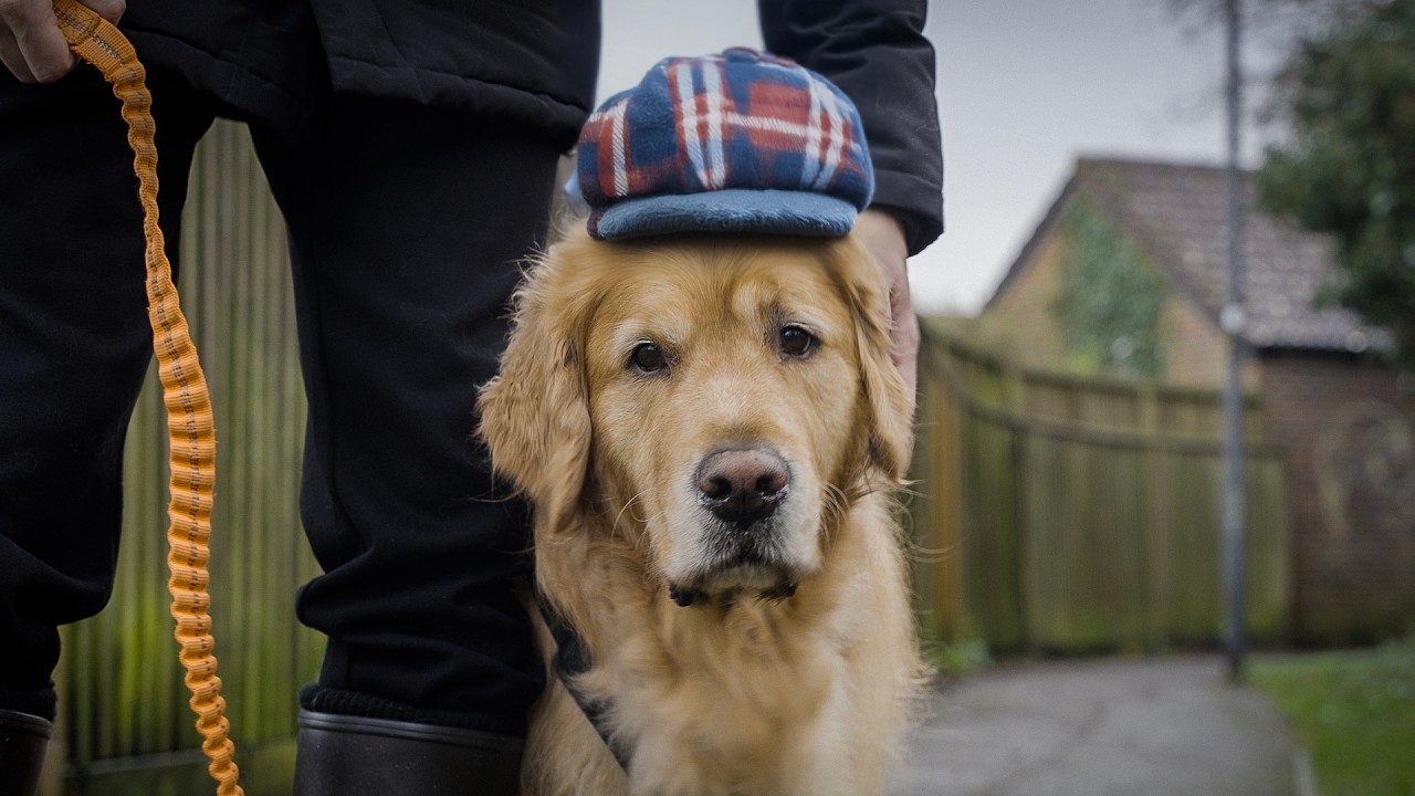 What Walking a Dog Taught Me About Britain
