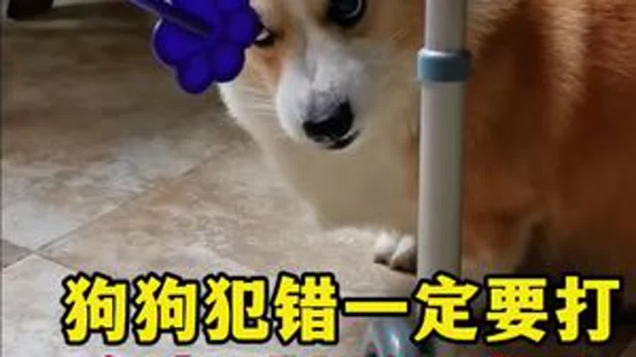 狗狗犯错一定要打，但是打什么地方很重要#狗狗#养狗知识分享#养狗经验分享#养狗人