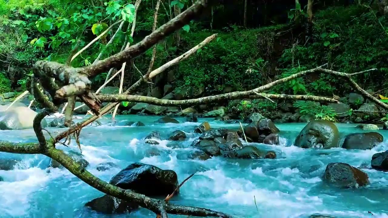 Tranquil River Sounds & Cozy Ambience for Relax and Stress Relief