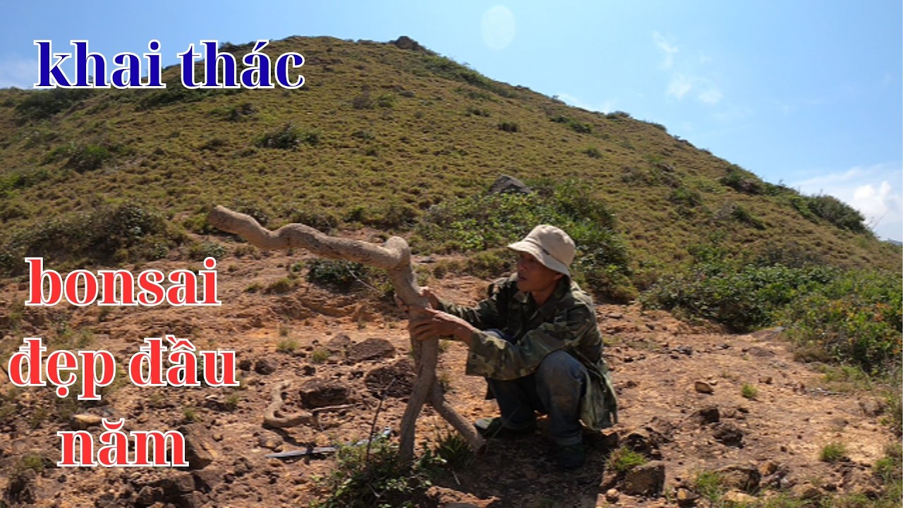 chuyến đi rừng đầu năm khai thác được những cây bonsai đẹp