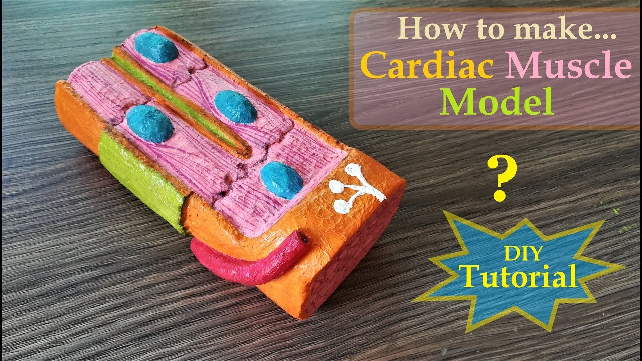 How to Make Cardiac Muscle 3d Model | Holiday Homework