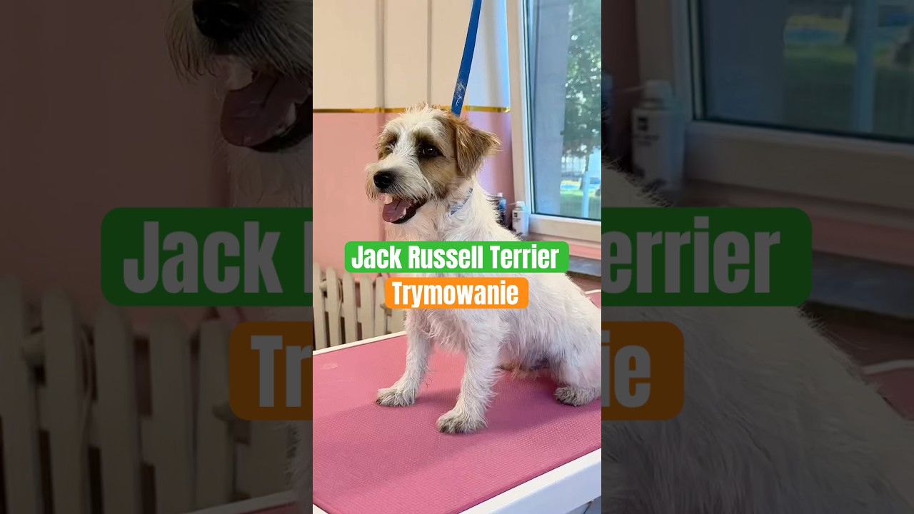 Pełne trymowanie Jack Russell Terriera