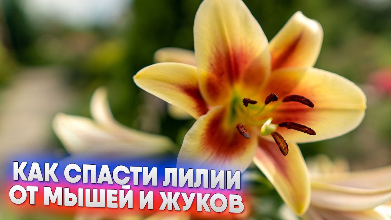 Как спасти лилии от мышей и жуков